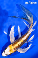 8" KIN KIKOKURYU BUTTERFLY