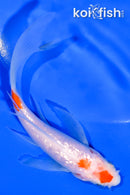 5" GINRIN MARUTEN KOHAKU BUTTERFLY