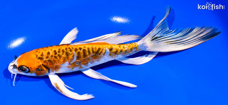 7.75" ARAGOKE BENI KIKOKURYU BUTTERFLY