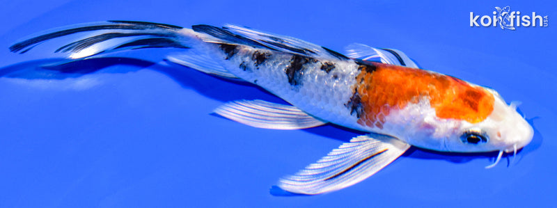 6" YAMATO NISHIKI BUTTERFLY