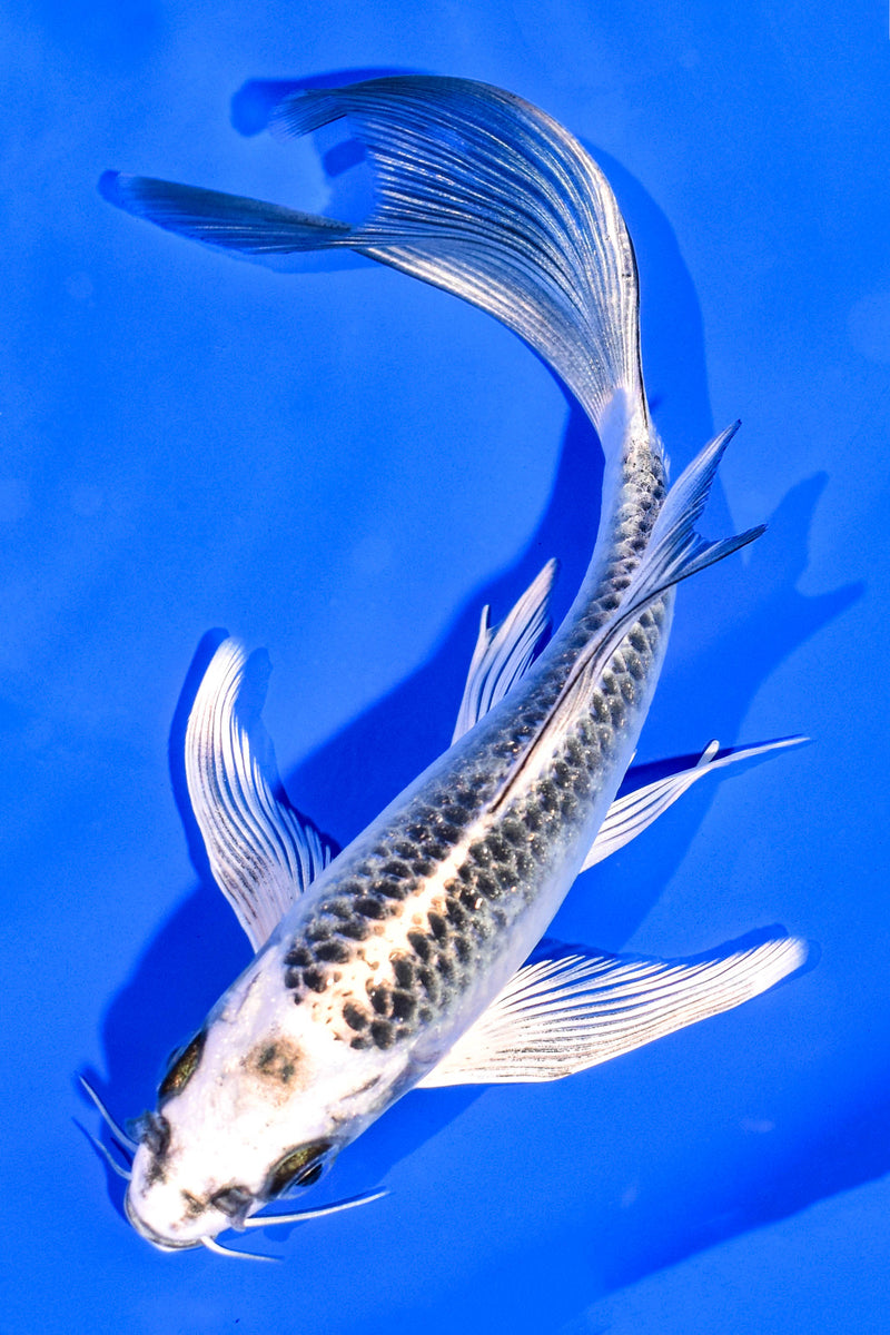 6.5" GIN MATSUBA BUTTERFLY