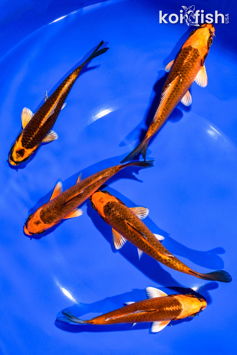 PACK OF (5) 4-5" STANDARD KOI