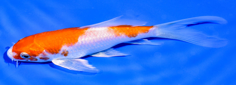 5.75" HARIWAKE BUTTERFLY