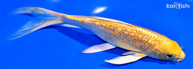 7" GINRIN YAMABUKI OGON BUTTERFLY