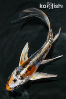 5" BENI KIKOKURYU BUTTERFLY