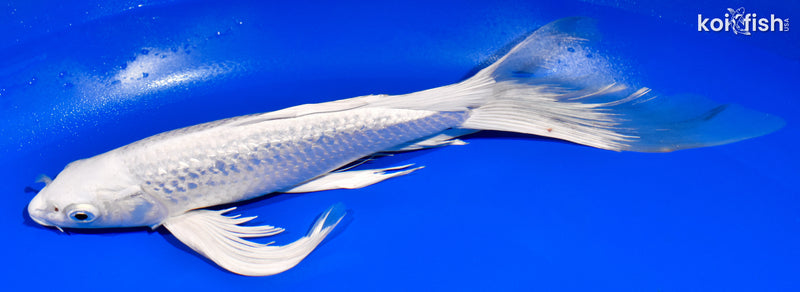 12" GINRIN PLATINUM OGON BUTTERFLY
