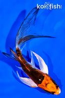 4.25" BENI KIKOKURYU BUTTERFLY