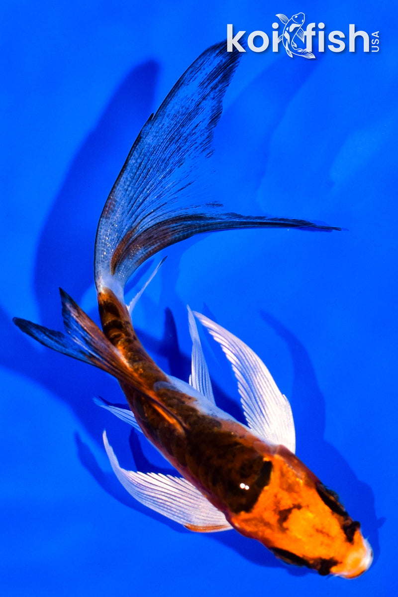 4.25" BENI KIKOKURYU BUTTERFLY