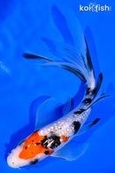 5.5" GINRIN SANKE BUTTERFLY