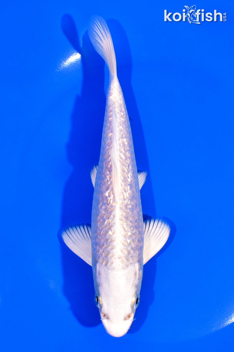 6.5" GINRIN PLATINUM OGON
