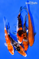 PACK OF (5) 3-4" STANDARD KOI
