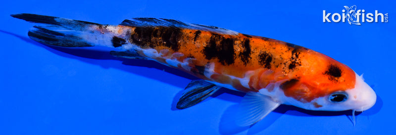 5.75" ARAGOKE AKA SANKE