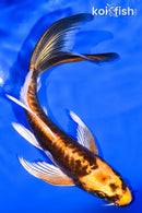 6.25" BENI KIKOKURYU BUTTERFLY