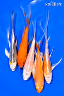 PACK OF (5) 5-6" BUTTERFLY KOI