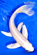 8" PLATINUM OGON BUTTERFLY