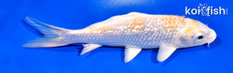 5.5" GINRIN LEMON HARIWAKE
