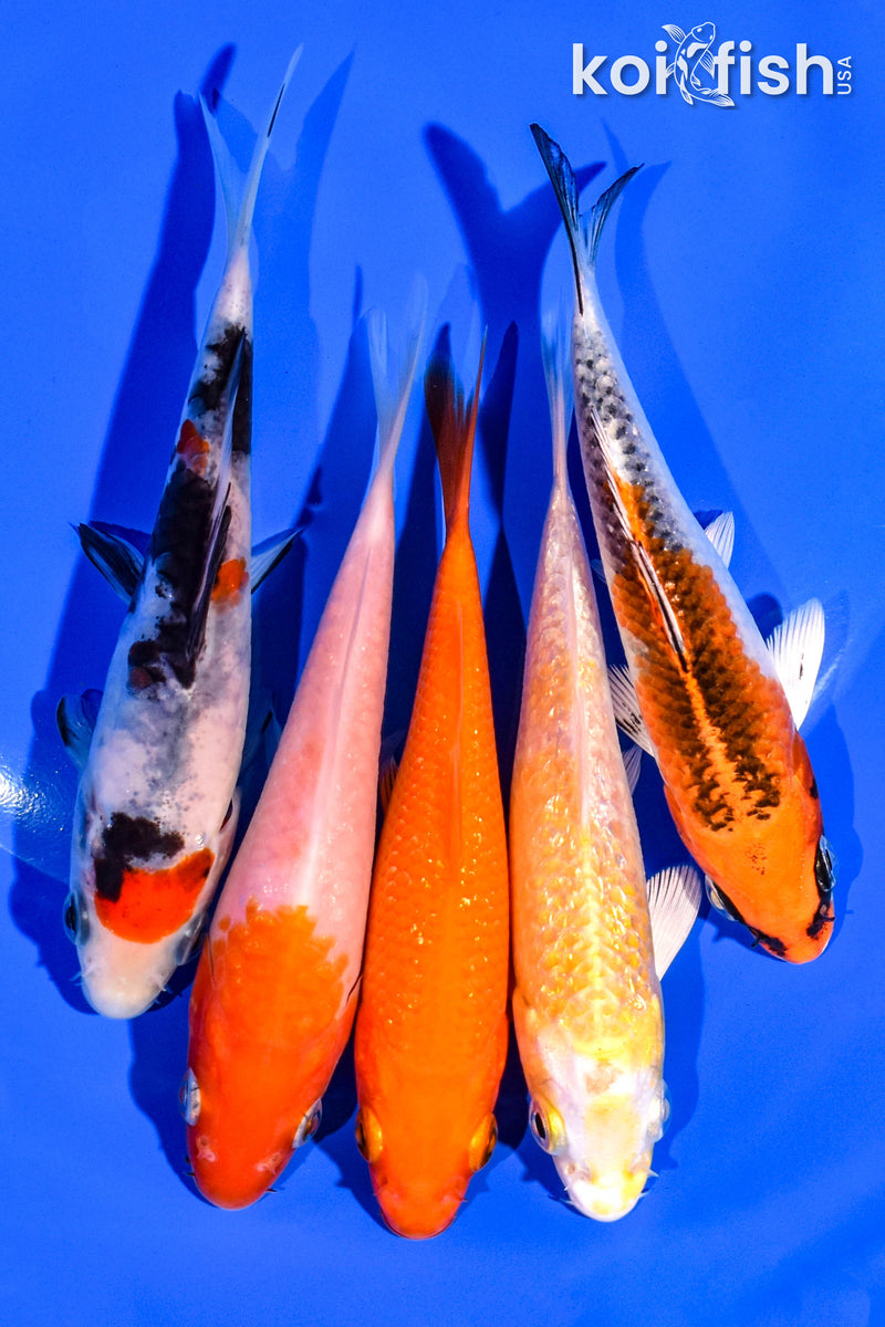 PACK OF (5) 4-5" STANDARD KOI