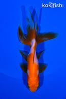 4.75" WATONAI GOLDFISH