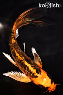 7" BENI KIKOKURYU BUTTERFLY