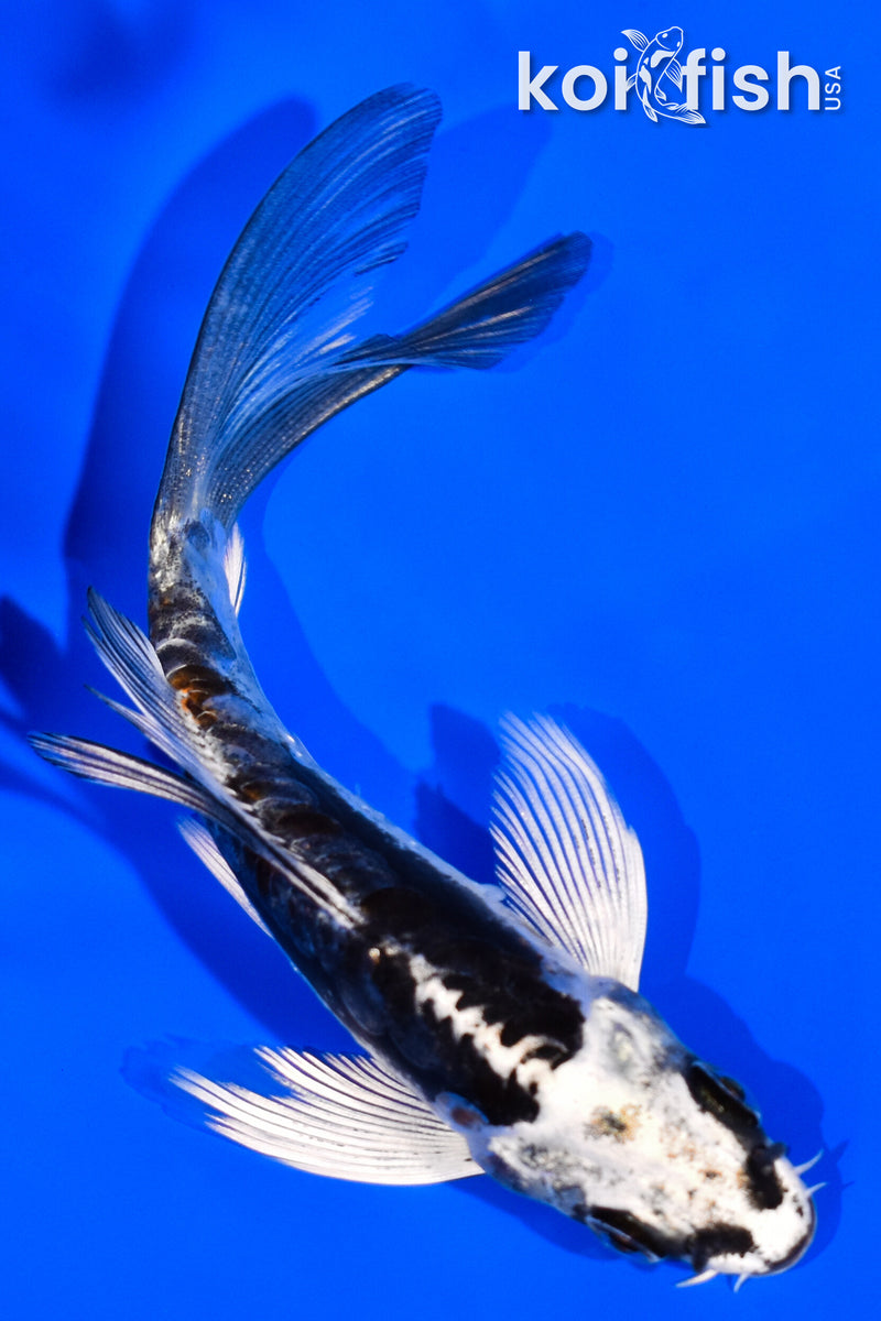 4.25" BENI KIKOKURYU BUTTERFLY