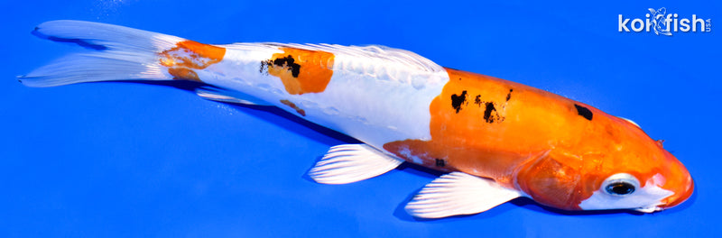 8.25" HEISEI NISHIKI