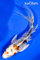 5.75" GINRIN YAMATO NISHIKI BUTTERFLY