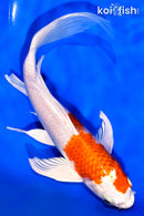 7.75" HARIWAKE BUTTERFLY