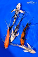 PACK OF (5) 4-5" BUTTERFLY KOI