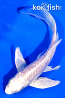 5" DOITSU PLATINUM OGON BUTTERFLY