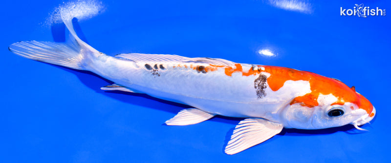 8.5" HEISEI NISHIKI