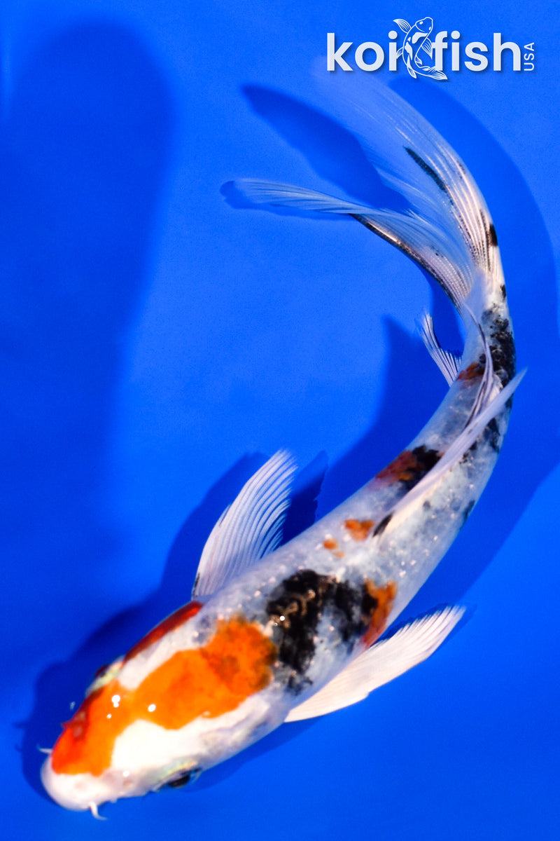 5.75" YAMATO NISHIKI BUTTERFLY