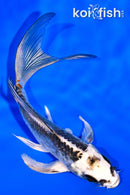 5.5" KIKOKURYU BUTTERFLY