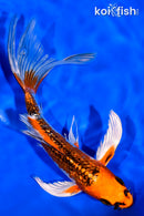 7" GINRIN KUJAKU BUTTERFLY