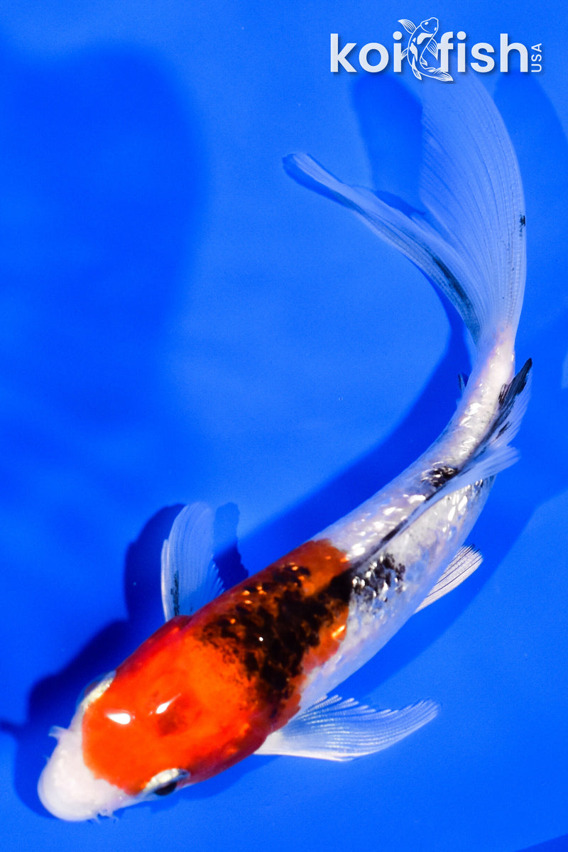 5" GINRIN YAMATO NISIKI BUTTERFLY
