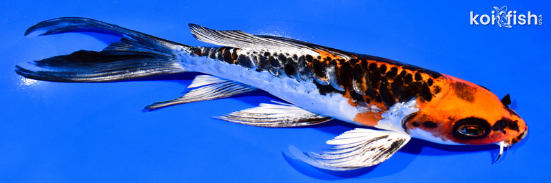 8" BENI KIKOKURYU BUTTERFLY