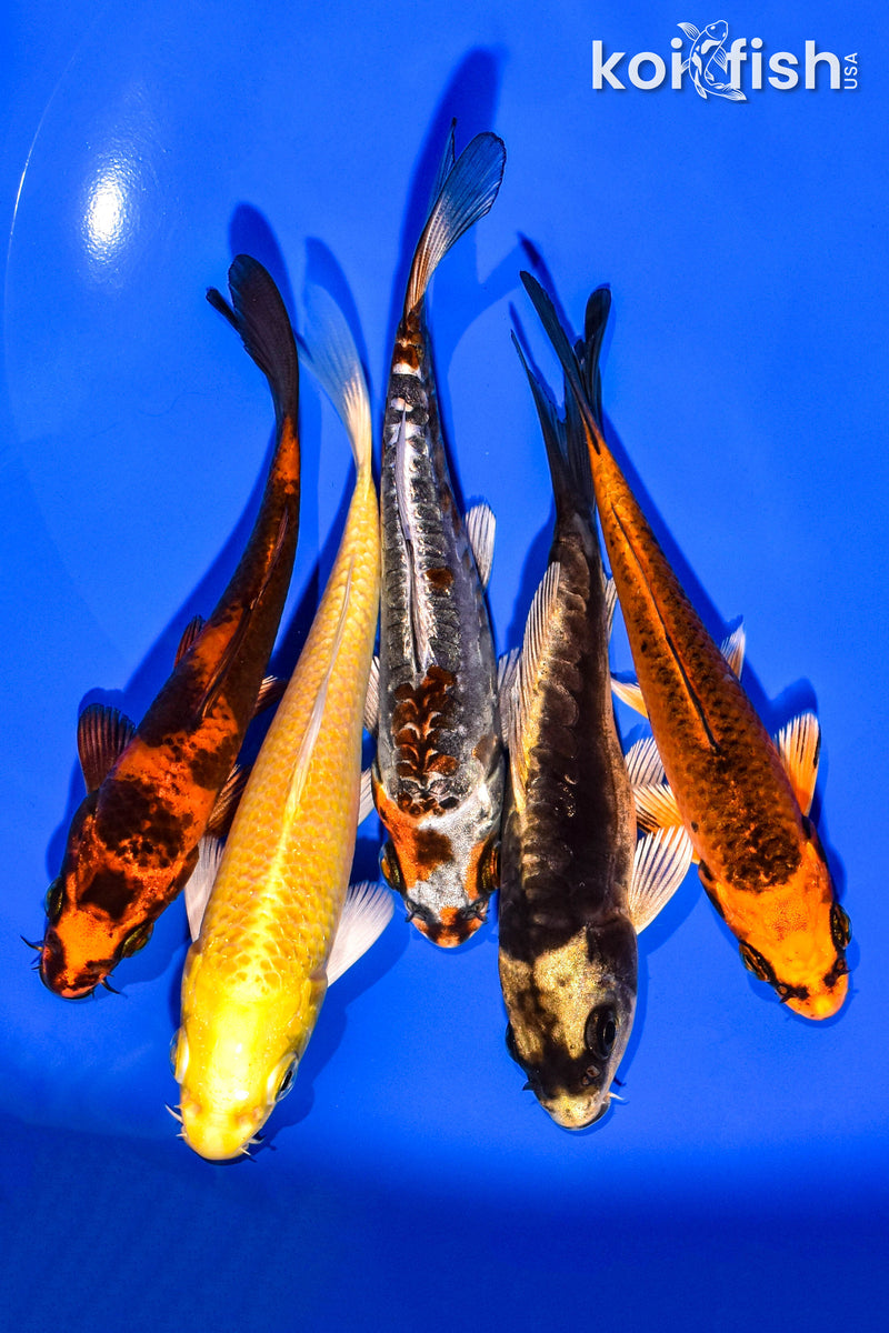 PACK OF (5) 4-5" STANDARD KOI