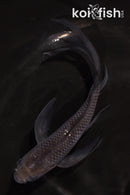 5" SORAGOI BUTTERFLY