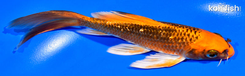 5.75" GINRIN ORENJI MATSUBA BUTTERFLY