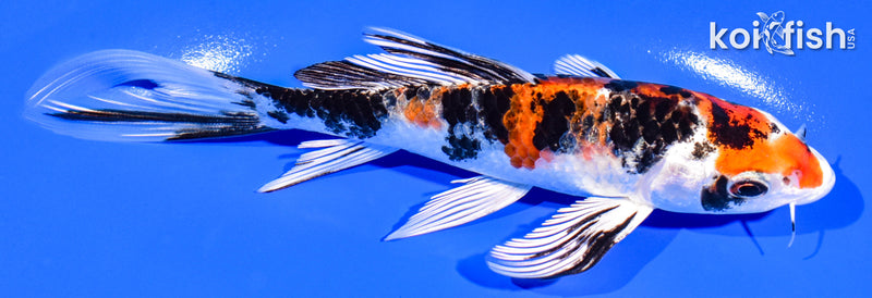 6" YAMATO NISHIKI BUTTERFLY