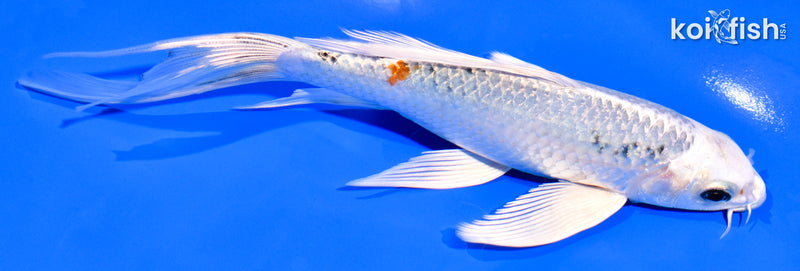 6.75" YAMATO NISHIKI BUTTERFLY