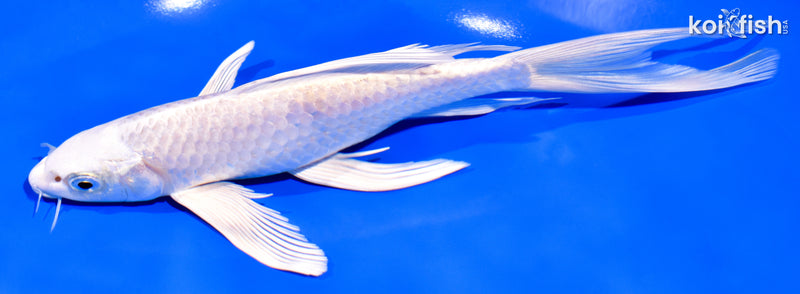 8" PLATINUM OGON BUTTERFLY