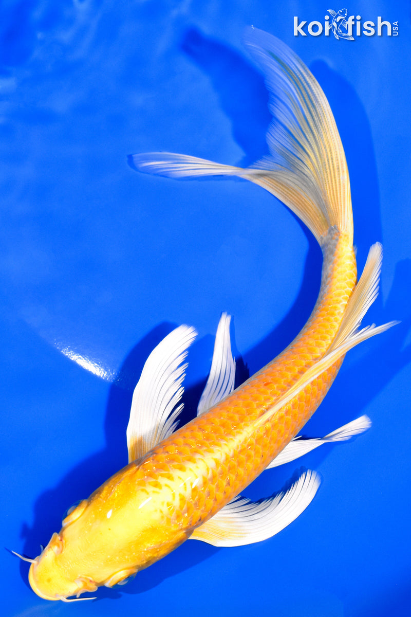 8.25" YAMABUKI OGON BUTTERFLY