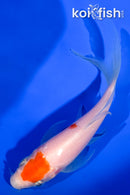 4.75" MARUTEN KOHAKU BUTTERFLY