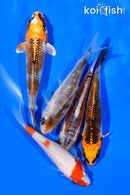 PACK OF (5) 3-4" STANDARD KOI