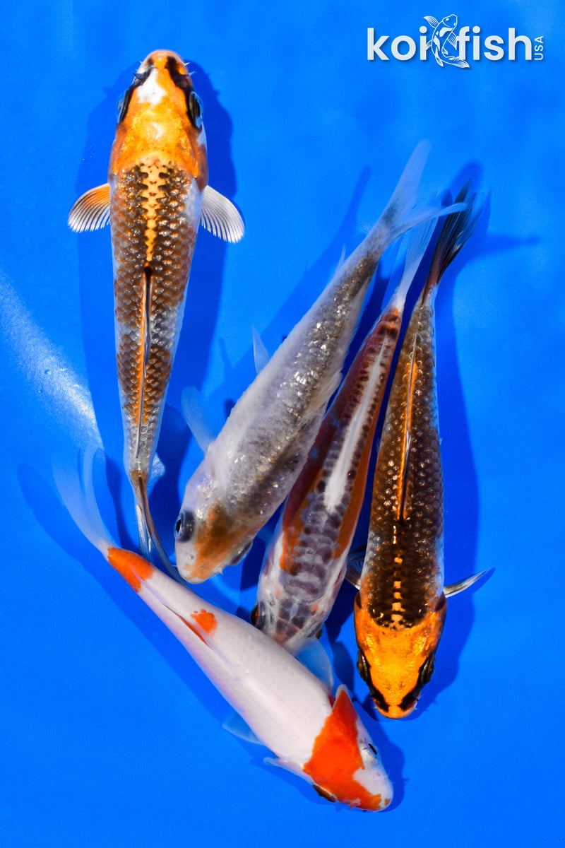 PACK OF (5) 3-4" STANDARD KOI