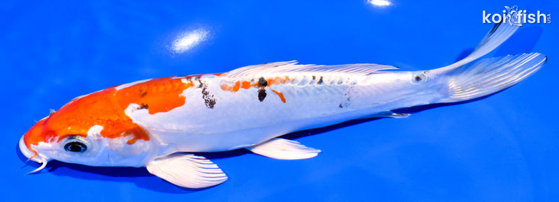 8.5" HEISEI NISHIKI