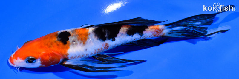 6.5" SANKE BUTTERFLY