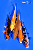 PACK OF (5) 3-4" MIXED STANDARD KOI