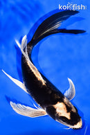 7.25" KABUTO BUTTERFLY