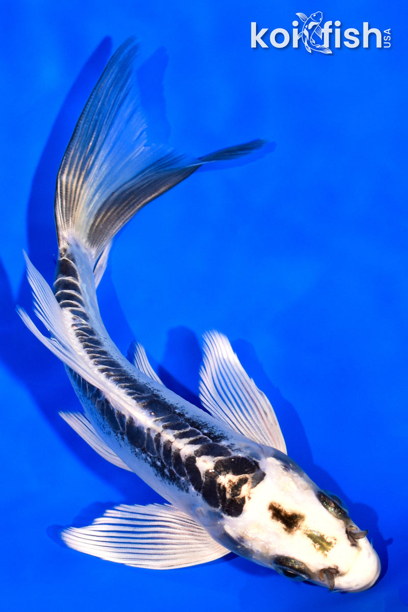 6.25" KIKOKURYU BUTTERFLY